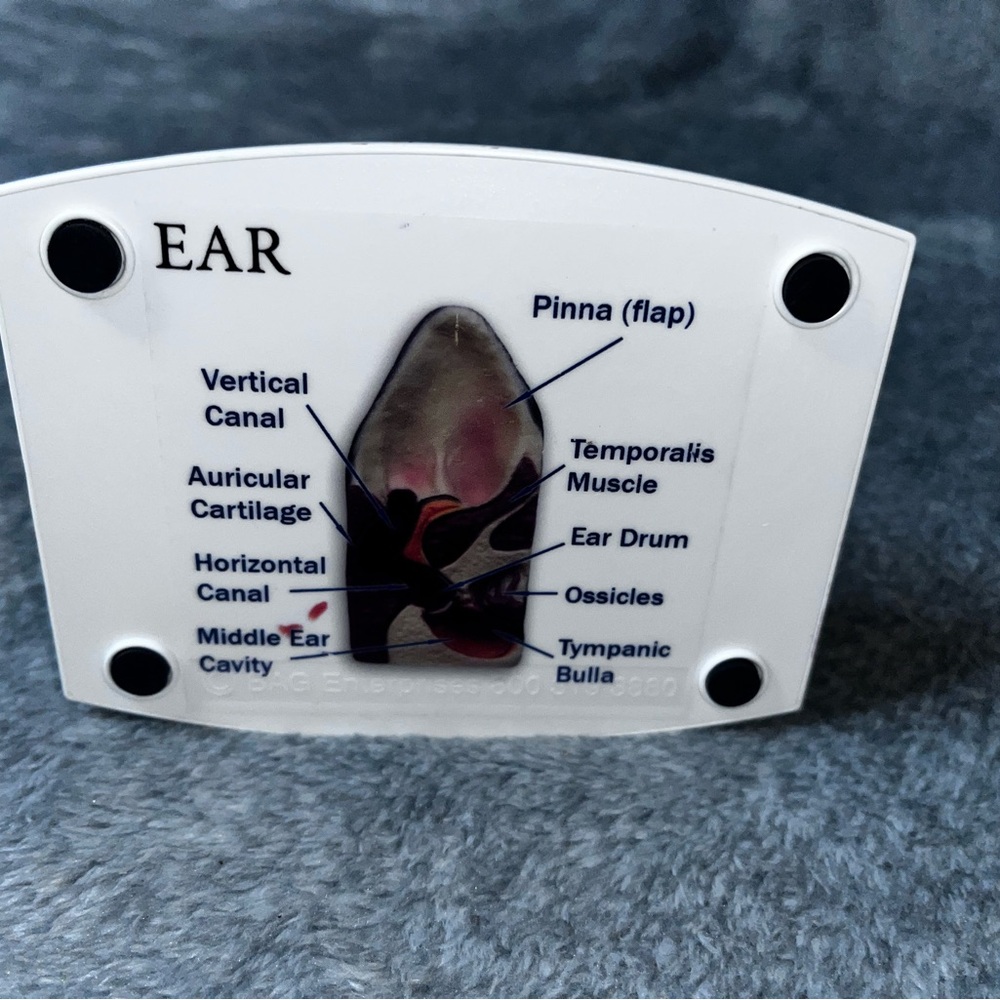 Dog Ear Anatomy Model Canine Ear Veterinary Teaching Pet Clinic Display Banfield - Picture 8 of 8